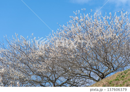 月ヶ瀬梅渓 早朝 満開の梅 奈良県 月ヶ瀬梅渓 早朝 満開の梅 奈良県 137606379