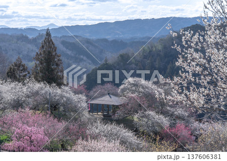 月ヶ瀬梅渓 早朝 満開の梅 奈良県 月ヶ瀬梅渓 早朝 満開の梅 奈良県 137606381
