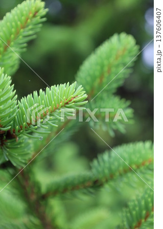 癒しのグリーン 137606407