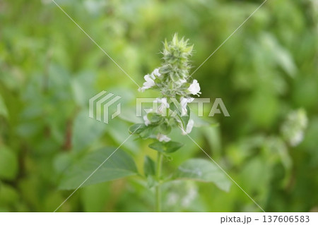 Thai lemon basil blooming on bunch. Thai lemon basil blooming on bunch. 137606583