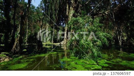 ancient swamp with towering trees and exposed roots, dark water accented by green growth, immersive wild atmosphere ideal for documentary, conservation 137606597