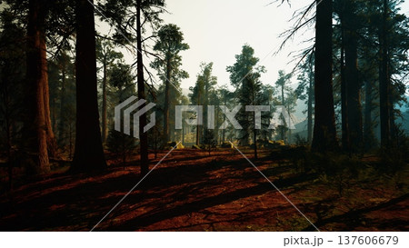 Sunlit pine forest floor with long shadows, soft morning mist weaving between tall trunks, warm amber rays and deep backlight contrast, scattered needles Sunlit pine forest floor with long shadows, soft morning mist weaving between tall trunks, warm amber rays and deep backlight contrast, scattered needles 137606679