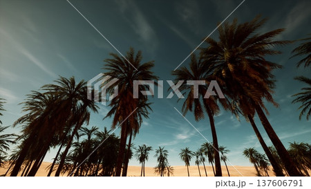 silhouetted palm trees at dusk, cinematic drone pan across tropical grove with deep teal sky and wispy clouds, warm golden horizon, swaying fronds creating 137606791