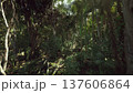 secluded forest clearing with dappled light and soft moss, low undergrowth and sheltered hollow create intimate habitat, ideal for wildlife observation 137606864