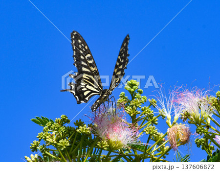 ネムノキに留まるアゲハチョウ 137606872