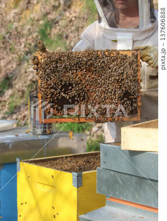 the beekeeper works with bees on honeycomb the beekeeper works with bees on honeycomb 137606888