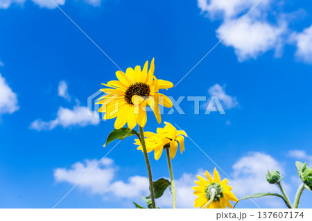 そよ風のなかで 137607174