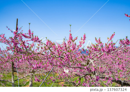 【花素材】春の桃園に咲く桃の花【長野県】 【花素材】春の桃園に咲く桃の花【長野県】 137607324