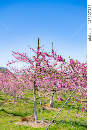 【花素材】春の桃園に咲く桃の花【長野県】 137607328