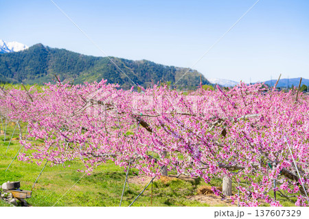 【花素材】春の桃園に咲く桃の花【長野県】 137607329