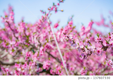 【花素材】春の桃園に咲く桃の花【長野県】 137607330