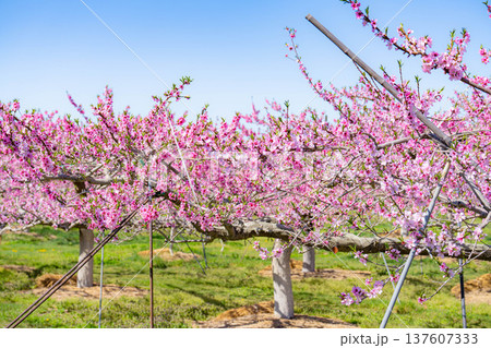 【花素材】春の桃園に咲く桃の花【長野県】 【花素材】春の桃園に咲く桃の花【長野県】 137607333
