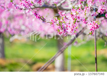 【花素材】春の桃園に咲く桃の花【長野県】 137607340