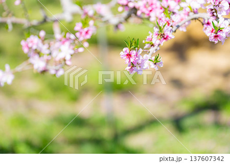 【花素材】春の桃園に咲く桃の花【長野県】 137607342