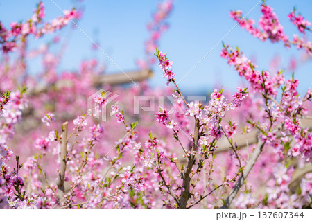 【花素材】春の桃園に咲く桃の花【長野県】 【花素材】春の桃園に咲く桃の花【長野県】 137607344