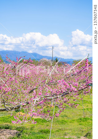 【花素材】春の桃園に咲く桃の花【長野県】 137607348