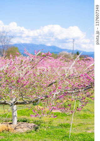 【花素材】春の桃園に咲く桃の花【長野県】 137607349