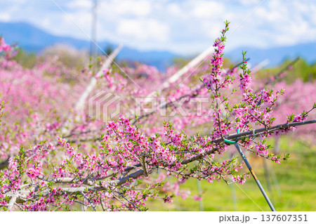 【花素材】春の桃園に咲く桃の花【長野県】 137607351