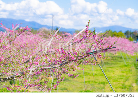 【花素材】春の桃園に咲く桃の花【長野県】 137607353