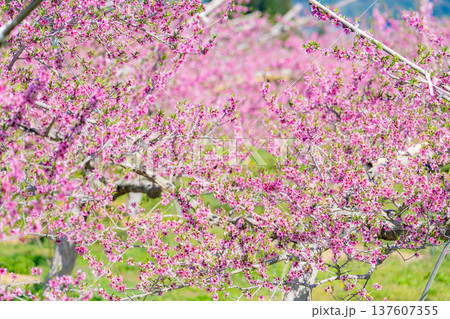 【花素材】春の桃園に咲く桃の花【長野県】 137607355