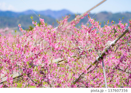 【花素材】春の桃園に咲く桃の花【長野県】 137607356