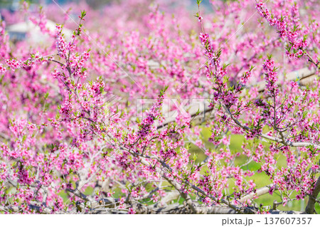 【花素材】春の桃園に咲く桃の花【長野県】 【花素材】春の桃園に咲く桃の花【長野県】 137607357