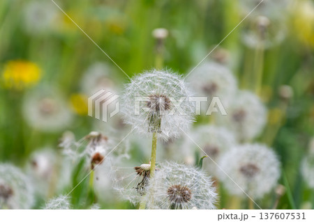 春の野原に広がるタンポポの綿毛の幻想的な風景 137607531