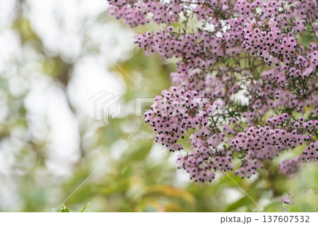 庭園を彩る淡いピンクのジャノメエリカの小花 庭園を彩る淡いピンクのジャノメエリカの小花 137607532
