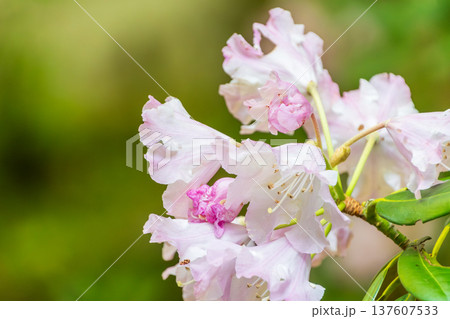 初夏の光を浴びて咲く薄ピンクのシャクナゲの花 137607533