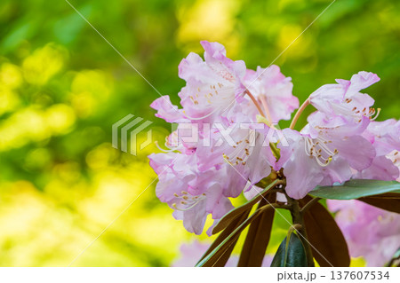 木漏れ日の中で輝く大輪のシャクナゲの花束 137607534