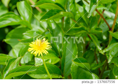 春の野原でタンポポの蜜を集めるミツバチ 137607556