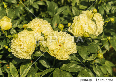 Paeonia, peony Lemon Chiffon blooms in the garden in summer Paeonia, peony Lemon Chiffon blooms in the garden in summer 137607768