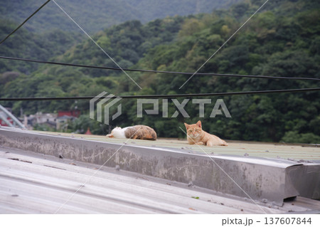 猫 ねこ ネコ 137607844