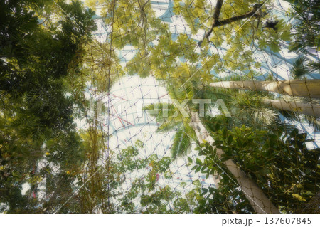 植物 工場 プランツ 137607845