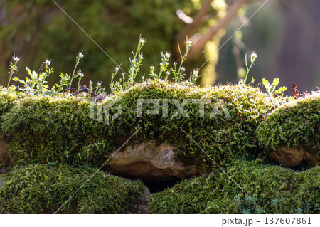 Moss on an old stone wall Moss on an old stone wall 137607861