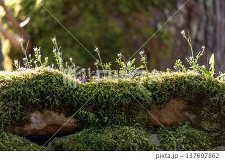 Moss on an old stone wall Moss on an old stone wall 137607862