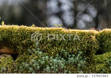Moss on an old stone wall 137607863