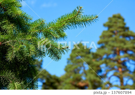 Green saturated spruce branch with blooming needles 137607894