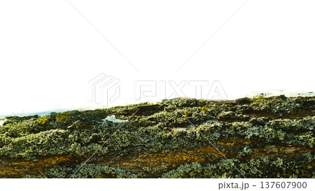 Wrinkled trunk bark of an old tree, lichen and moss  137607900