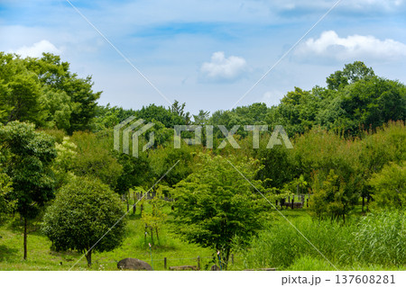 青空の下に広がる豊かな新緑の公園風景 青空の下に広がる豊かな新緑の公園風景 137608281