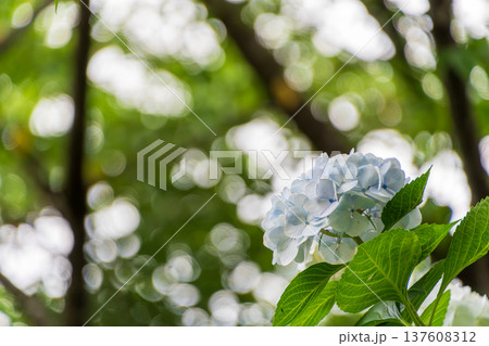 木漏れ日に包まれる青い紫陽花 137608312