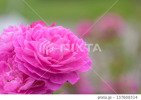 鮮やかに咲き誇る濃いピンクの薔薇 137608314