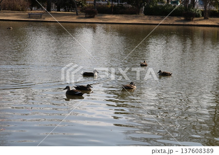 水鳥のいる長閑な公園 早春の日 水鳥のいる長閑な公園 早春の日 137608389