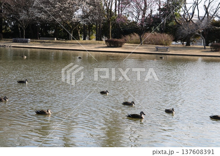 水鳥のいる長閑な公園 早春の日 水鳥のいる長閑な公園 早春の日 137608391