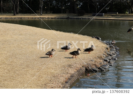 水鳥のいる長閑な公園　早春の日 137608392