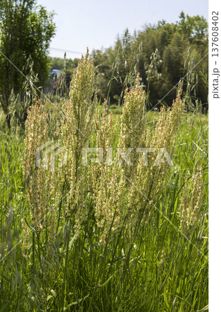 果実ができたスイバの全体／鶴ヶ島市・5月 137608402