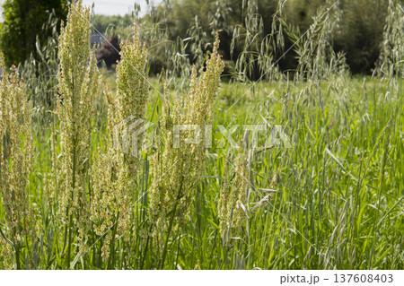 カラスムギの間で伸びる果実ができたスイバをクローズアップ／鶴ヶ島市・5月 137608403