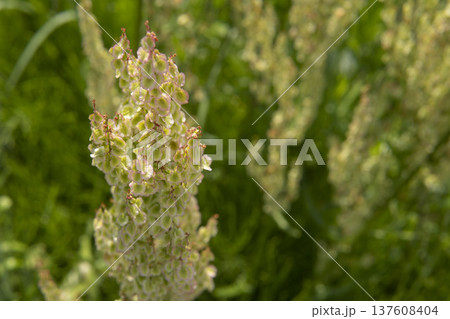 左寄りにスイバの果実をクローズアップ／鶴ヶ島市・5月 137608404