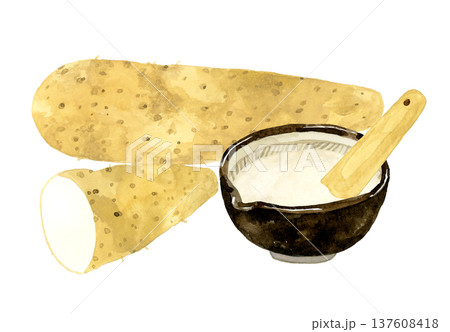 すり鉢に入ったとろろと長芋のセット　手描き水彩イラスト素材 137608418