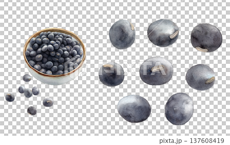 乾物の黒豆の水彩イラスト　丹波黒豆 137608419